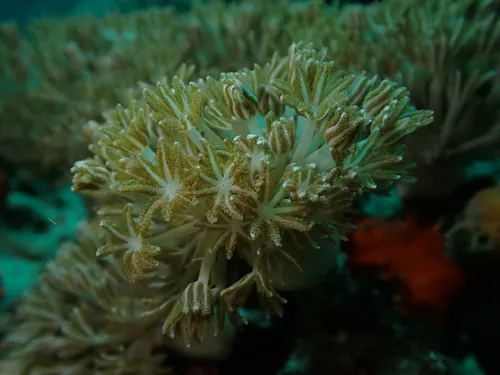 Miniatura: Xenia (Xenia sp.)