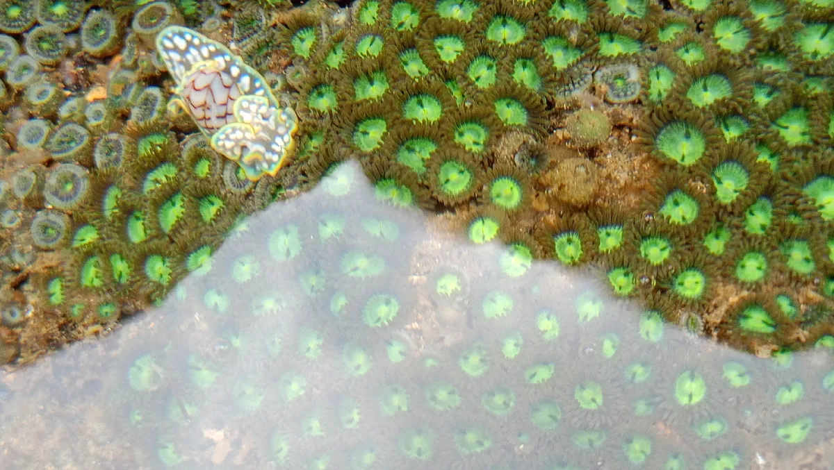 Zoanthidae