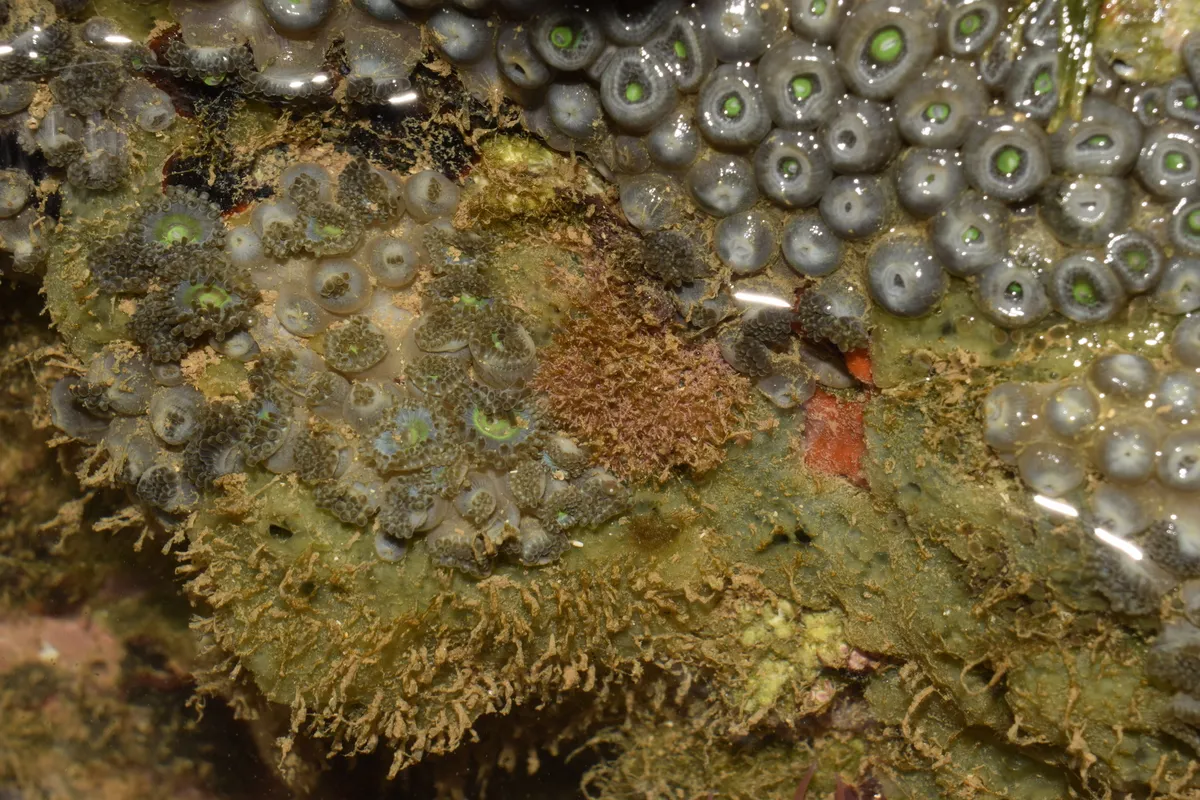Miniatura: Zoanthus (Zoanthus sp.)