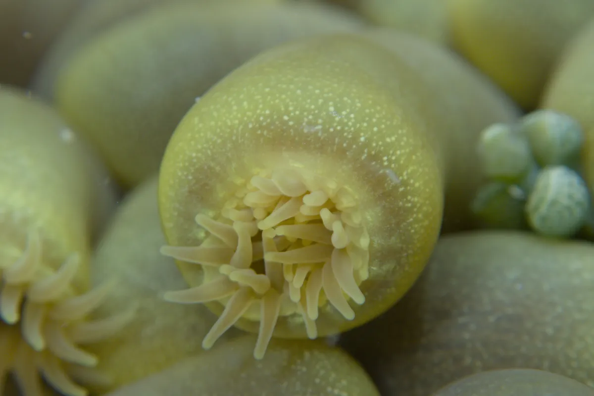 Miniatura: Zoanthus (Zoanthus sp.)