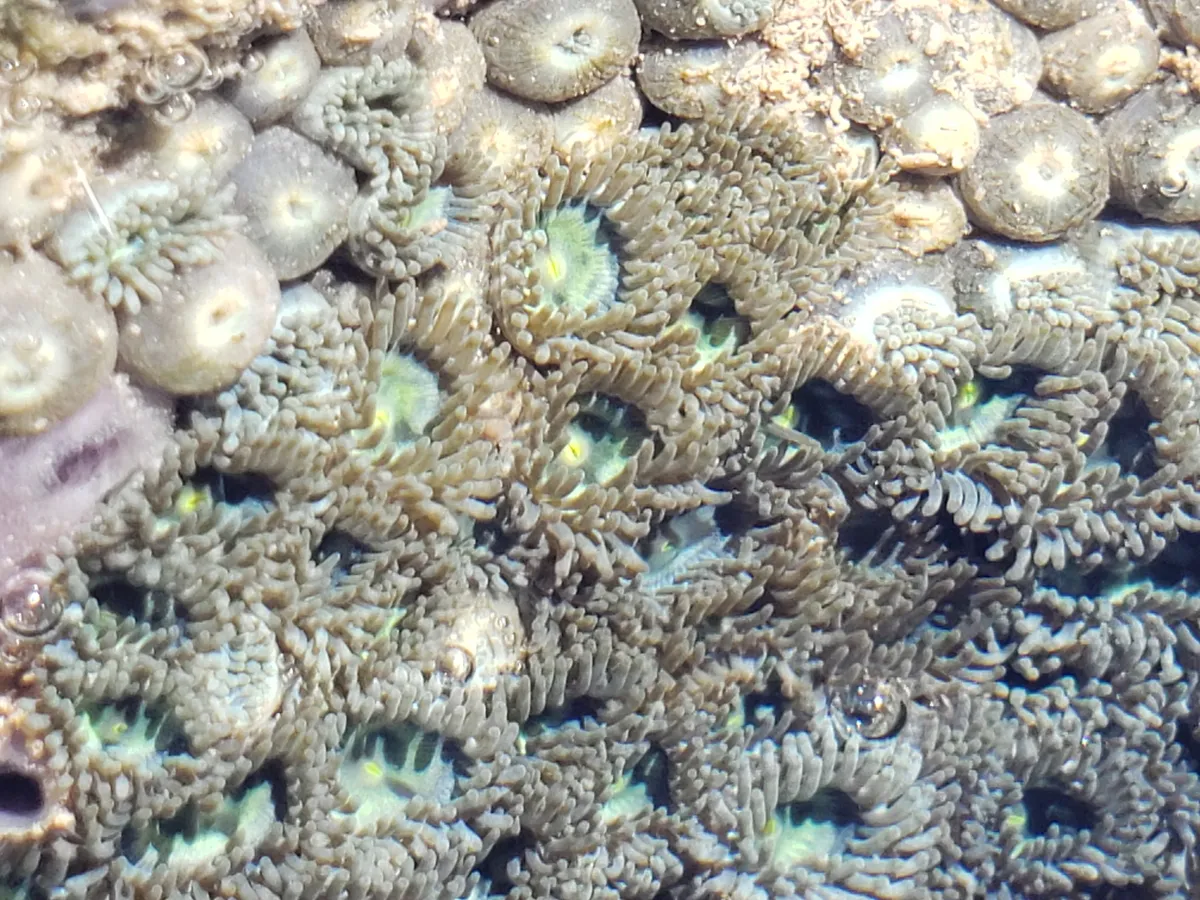 Miniatura: Zoanthus (Zoanthus sp.)
