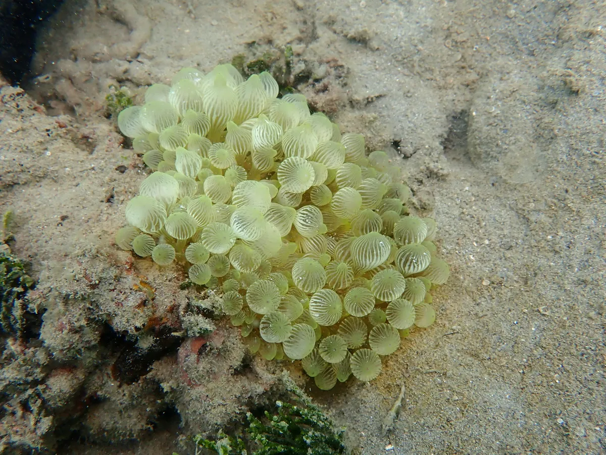 Attinidi (Anemoni)