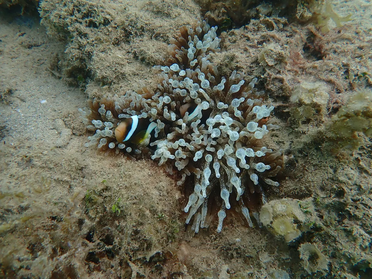 Miniatura: Entacmaea (Entacmaea quadricolor)