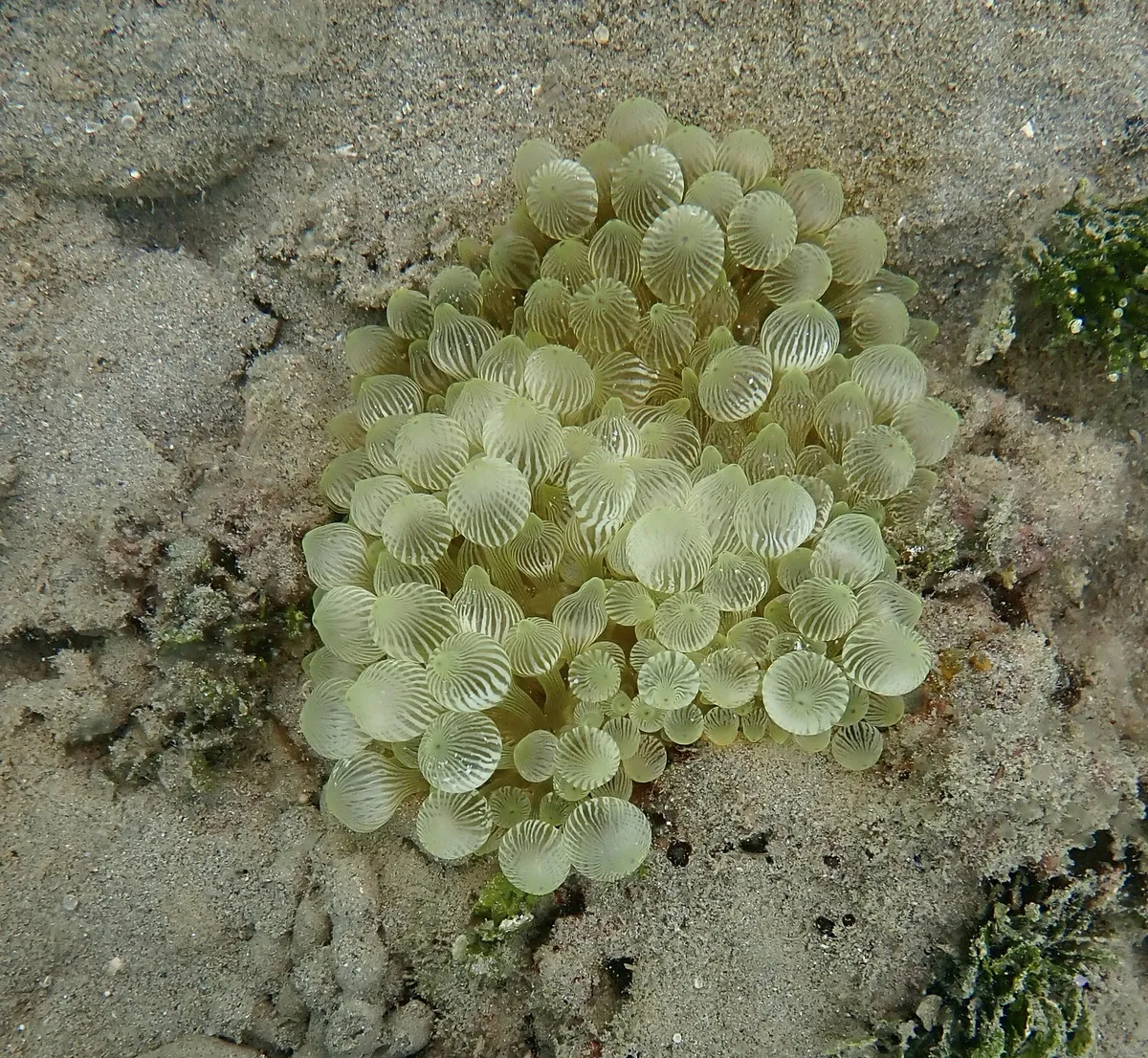 Miniatura: Entacmaea (Entacmaea quadricolor)