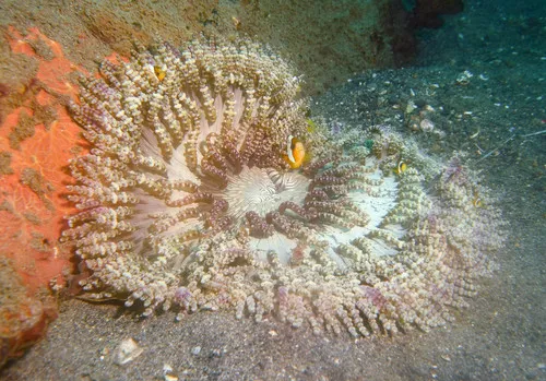 Heteractis (Heteractis spp. (H. magnifica))