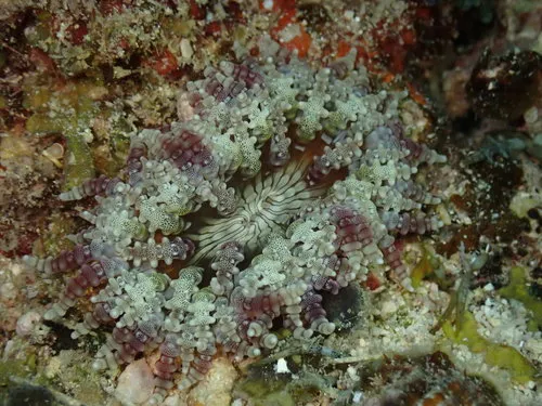 Miniatura: Heteractis (Heteractis spp. (H. magnifica))