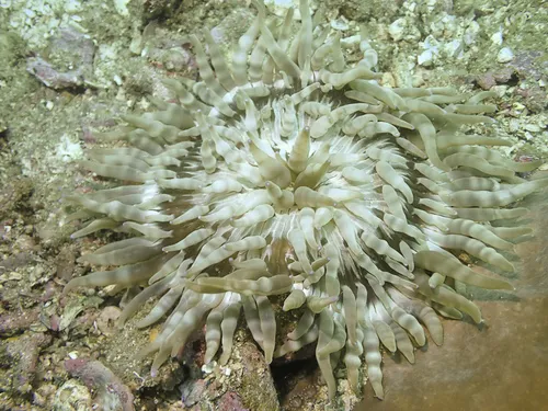 Miniatura: Heteractis (Heteractis spp. (H. magnifica))