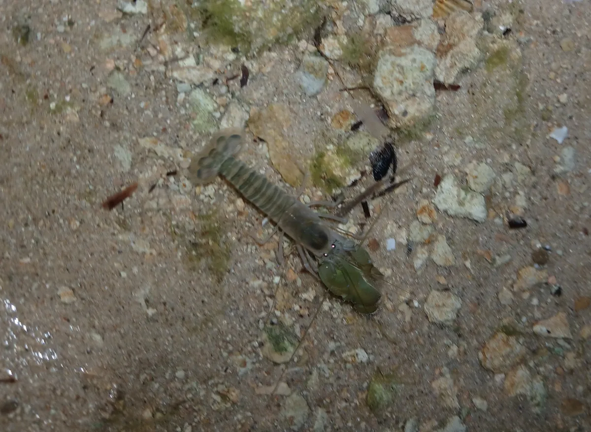 Alfeidi (Gamberi pistola)