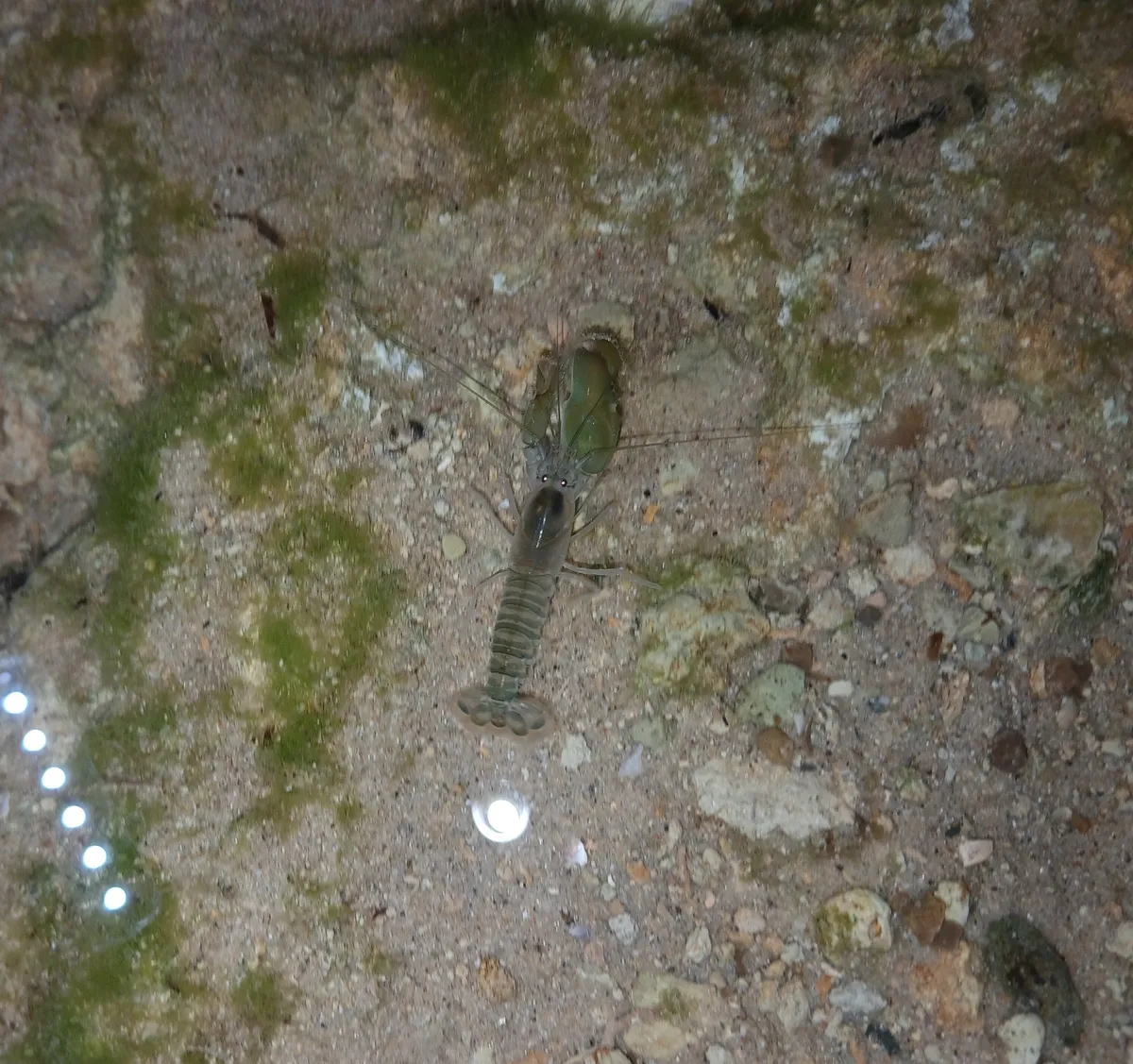 Miniatura: Alpheus (Alpheus spp.)
