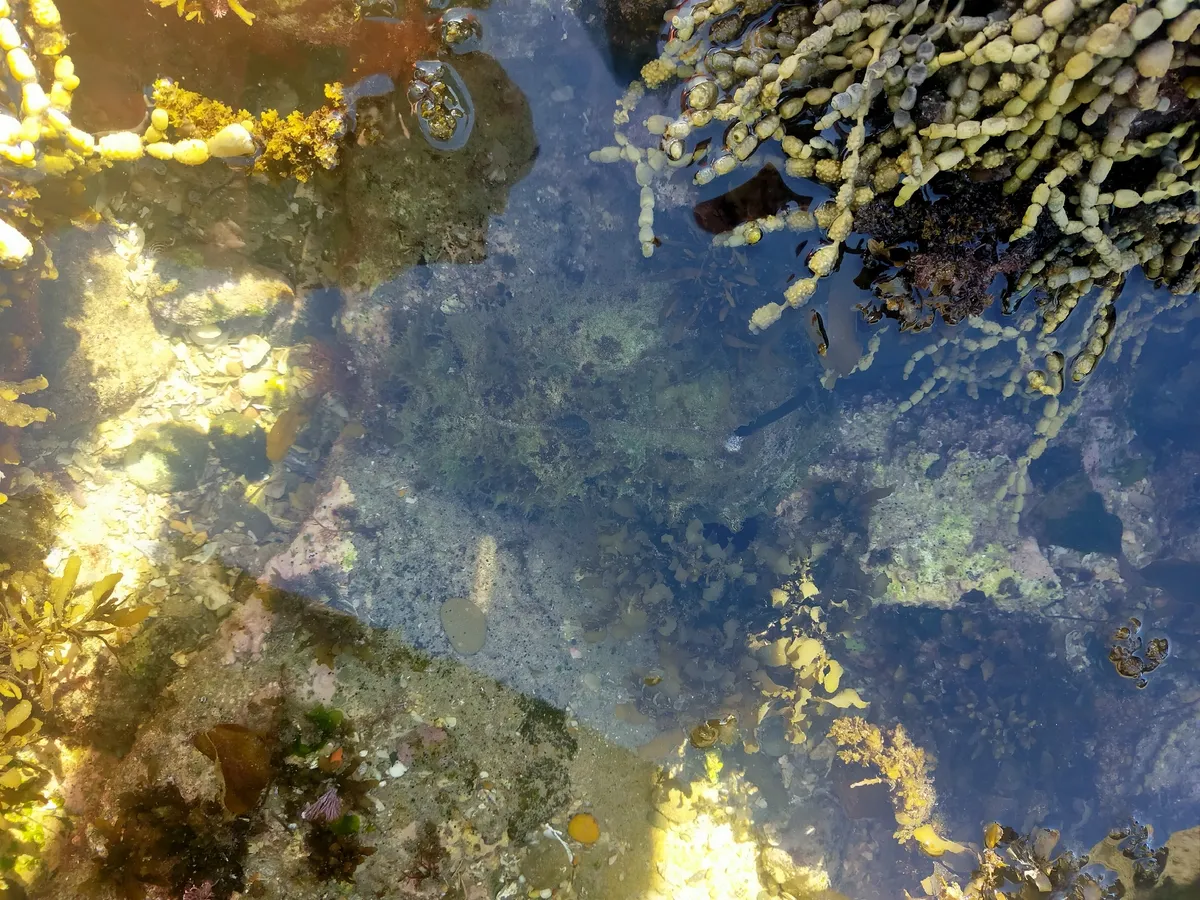 Miniatura: Dolabella (Dolabella auricularia)