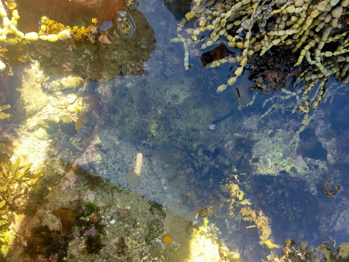 Miniatura: Dolabella (Dolabella auricularia)