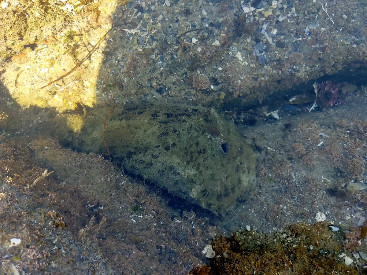 Miniatura: Dolabella (Dolabella auricularia)