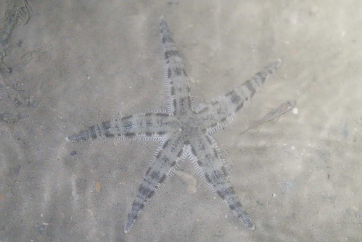 Archasteridi (Stelle di sabbia)