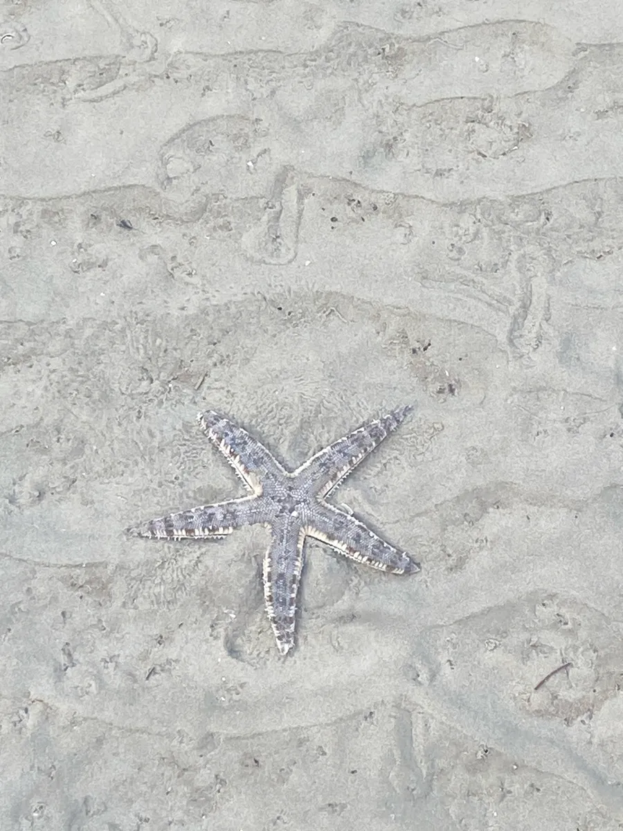 Miniatura: Archaster (Archaster typicus)