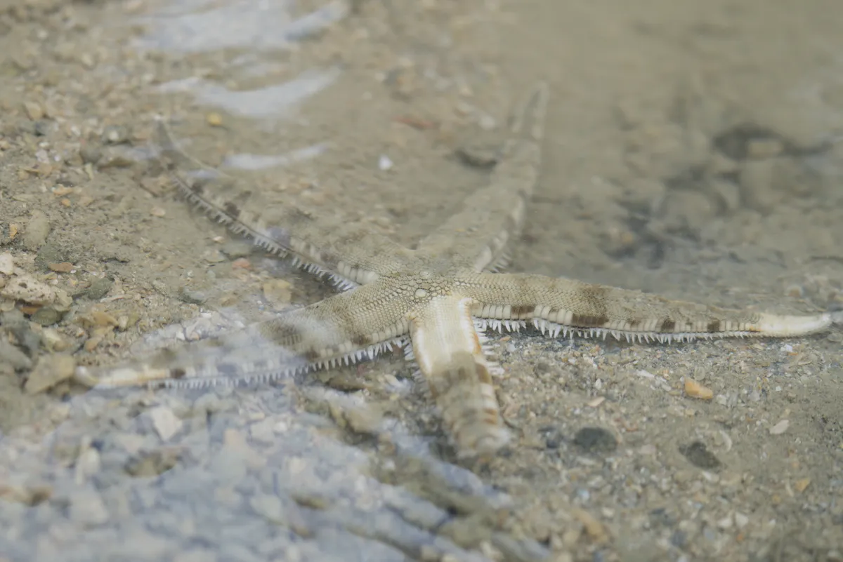 Miniatura: Archaster (Archaster typicus)