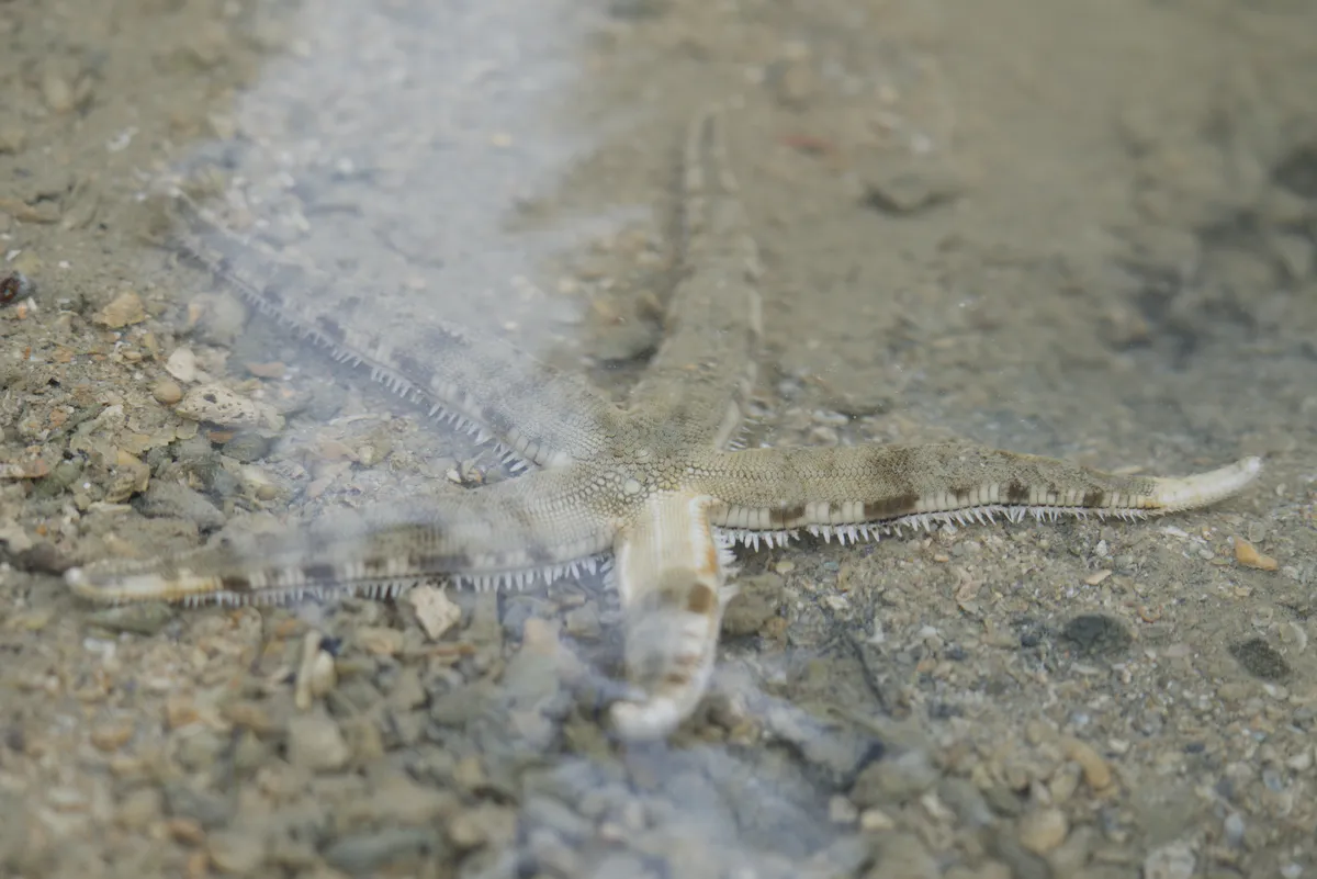 Miniatura: Archaster (Archaster typicus)