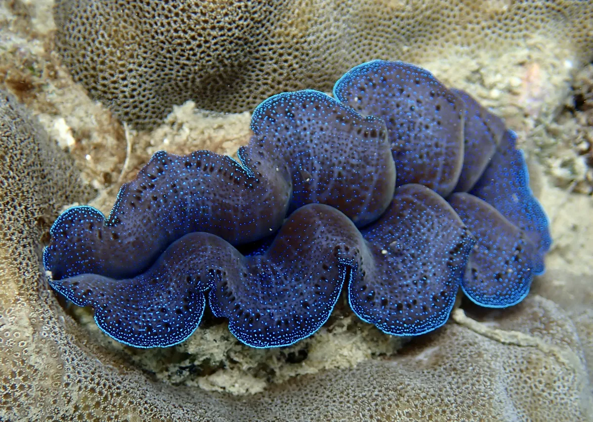 Cardidi (Tridacne)