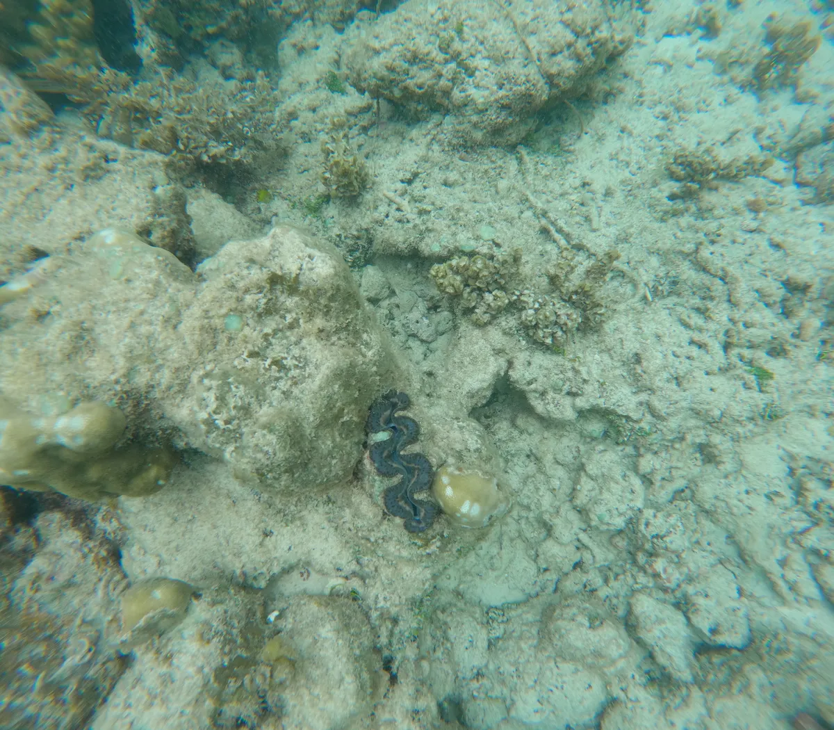 Miniatura: Tridacna (Tridacna spp. (T. maxima, T. crocea))