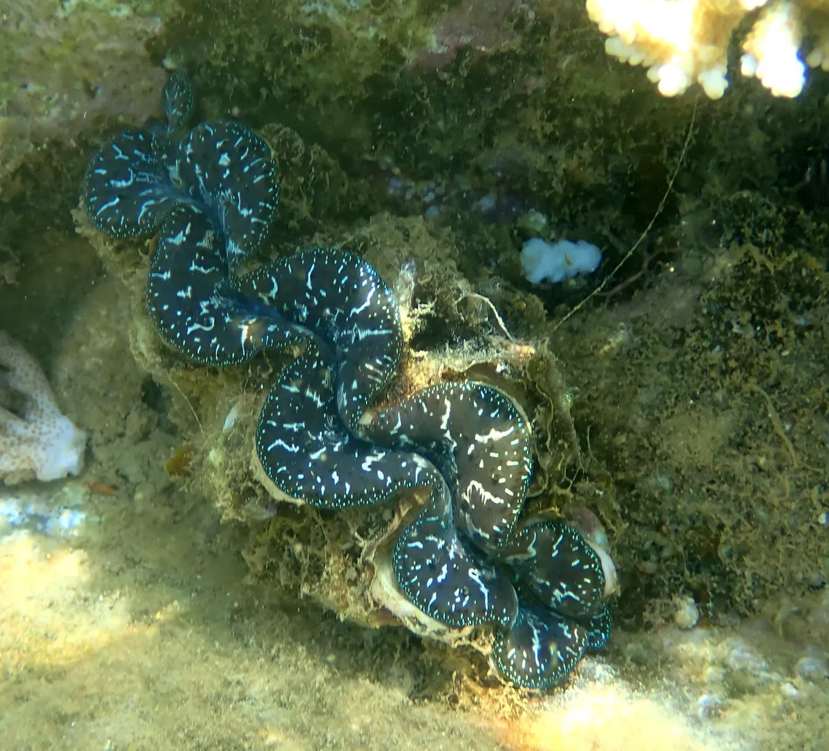 Miniatura: Tridacna (Tridacna spp. (T. maxima, T. crocea))