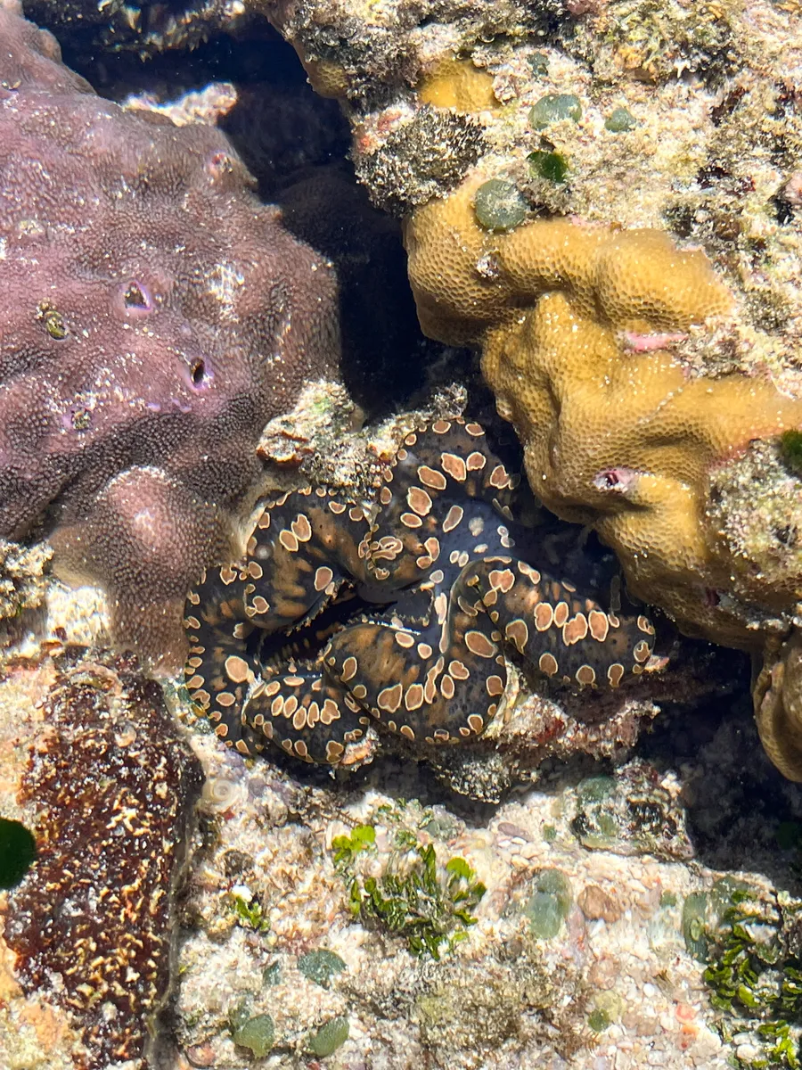Miniatura: Tridacna (Tridacna spp. (T. maxima, T. crocea))