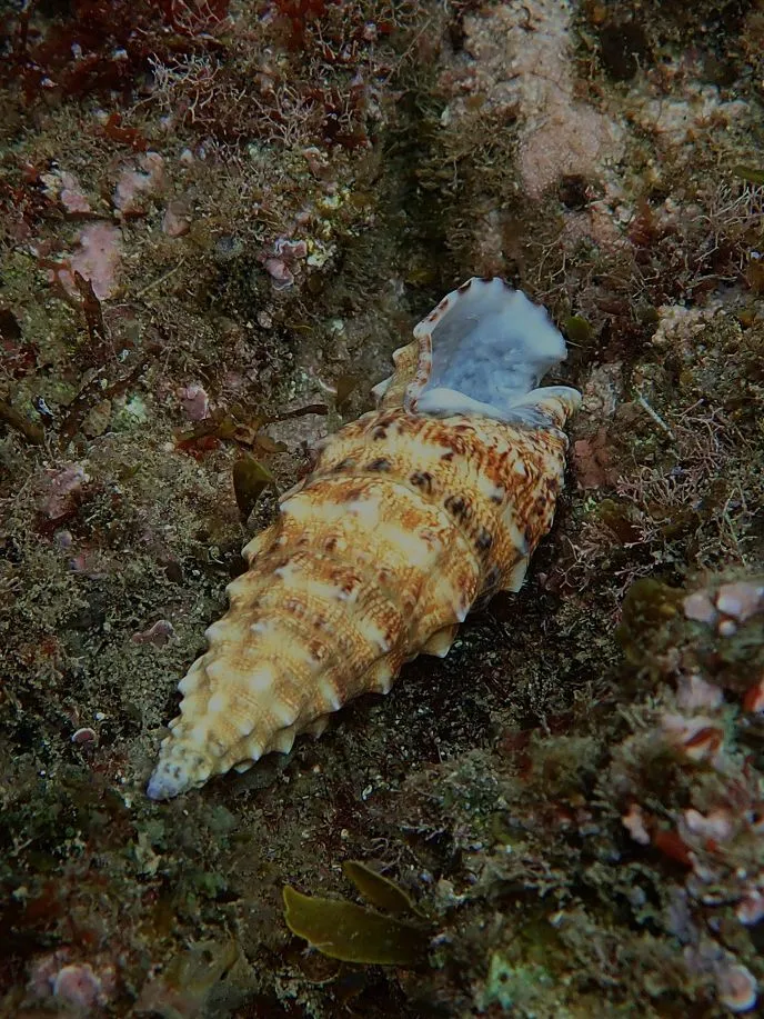 Miniatura: Cerithium (Cerithium spp.)