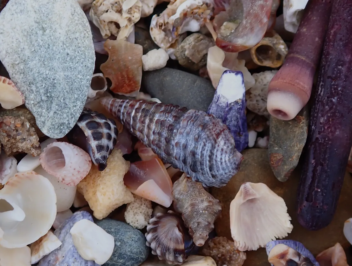 Miniatura: Cerithium (Cerithium spp.)