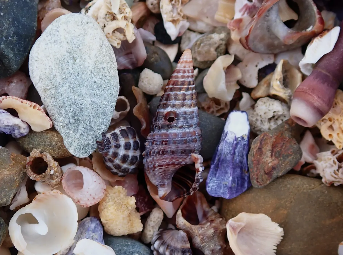 Miniatura: Cerithium (Cerithium spp.)