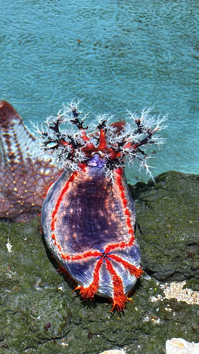 Miniatura: Pseudocolochirus (Pseudocolochirus violaceus)