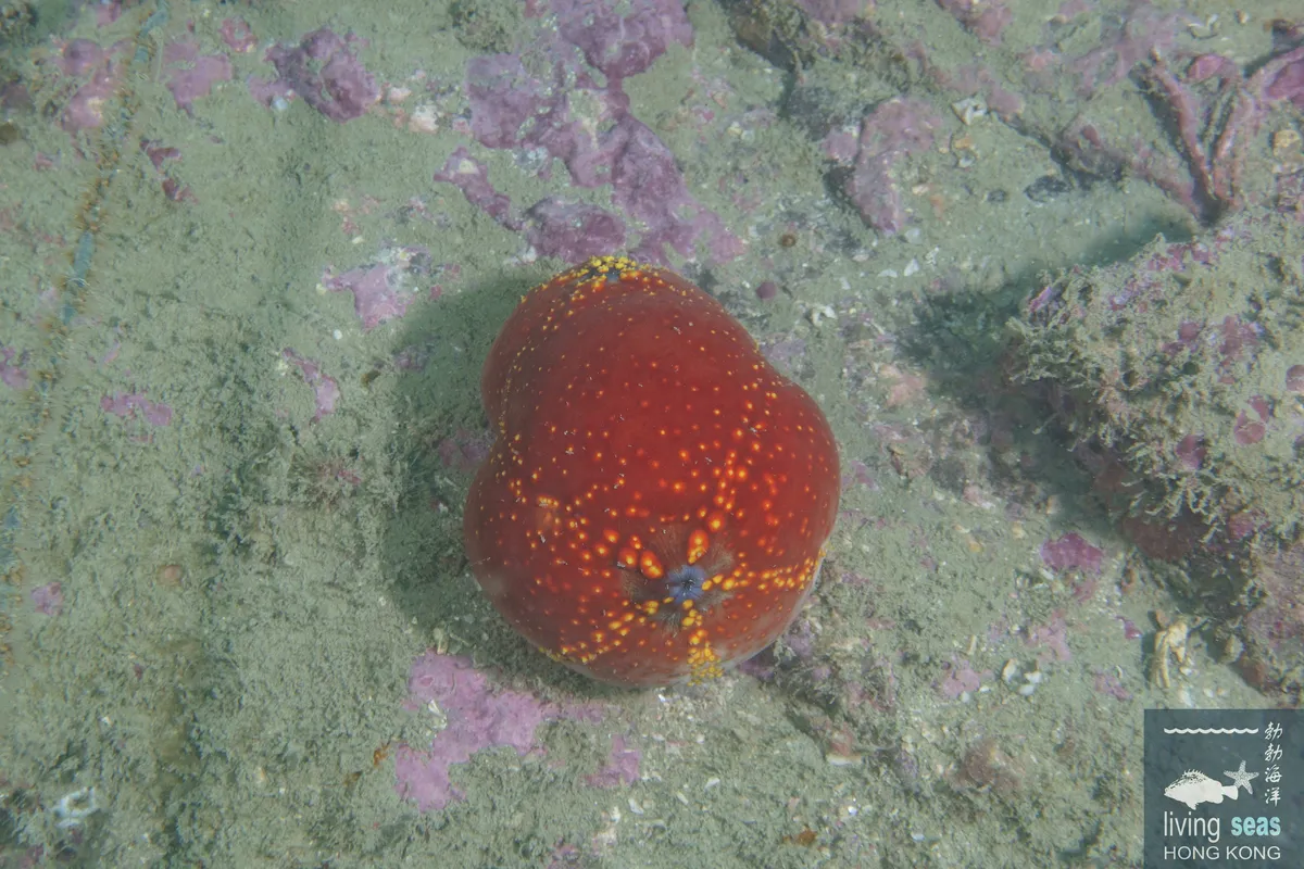 Miniatura: Pseudocolochirus (Pseudocolochirus violaceus)
