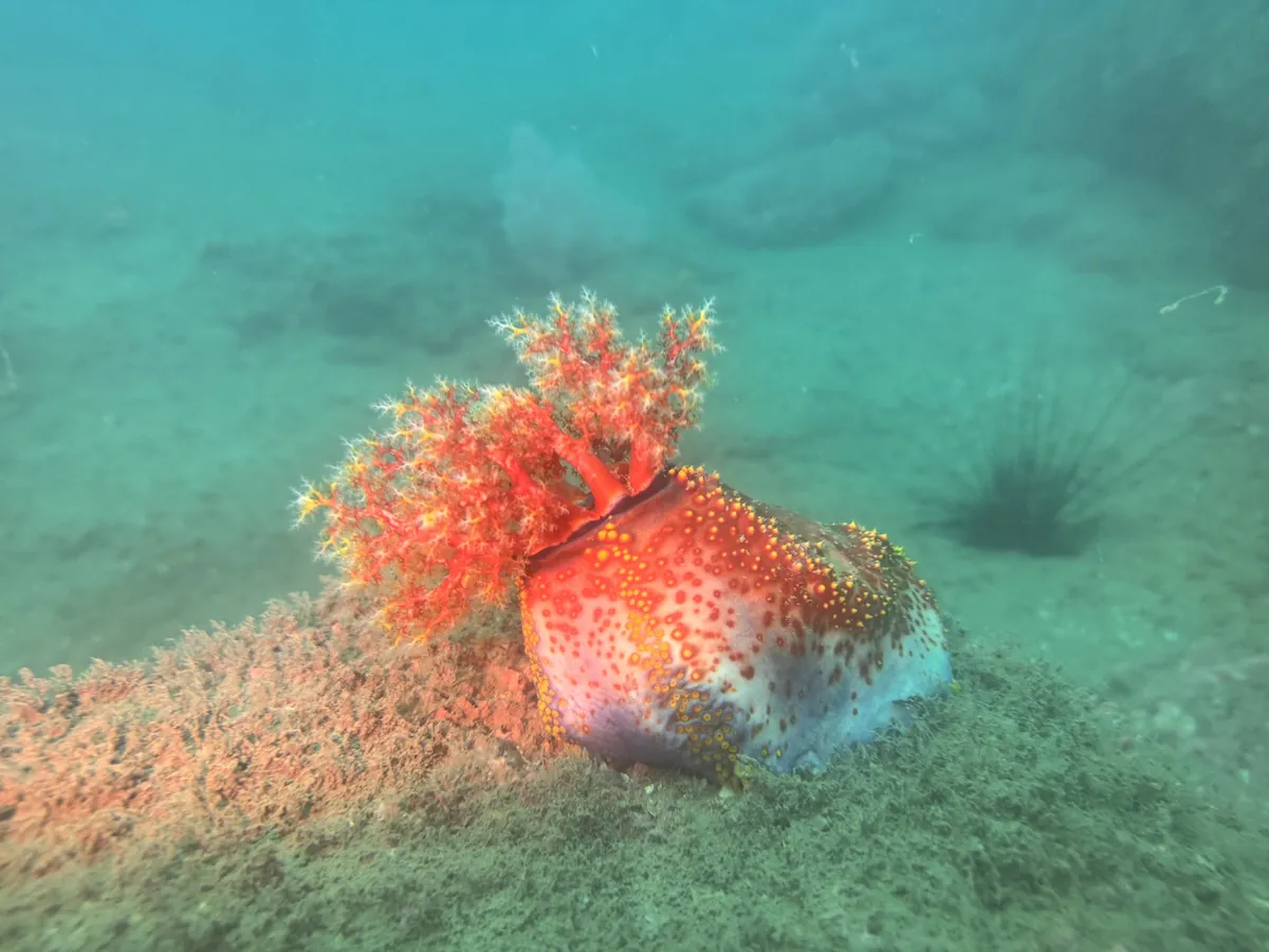 Miniatura: Pseudocolochirus (Pseudocolochirus violaceus)