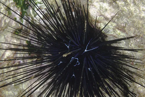 Miniatura: Diadema (Diadema spp.)