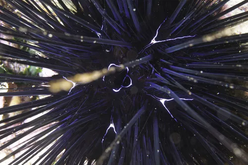 Miniatura: Diadema (Diadema spp.)