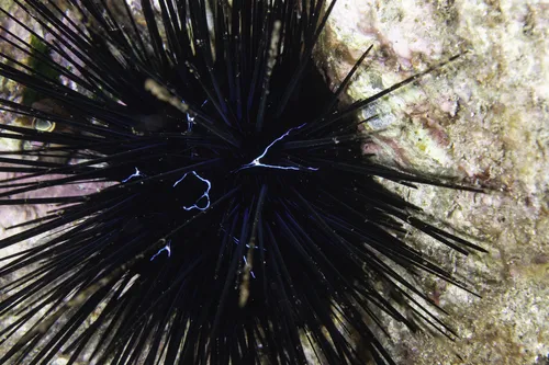 Miniatura: Diadema (Diadema spp.)