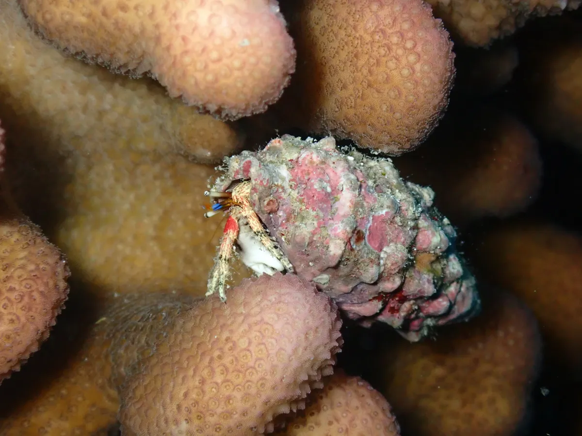 Miniatura: Calcinus (Calcinus spp. (C. elegans, C. laevimanus))
