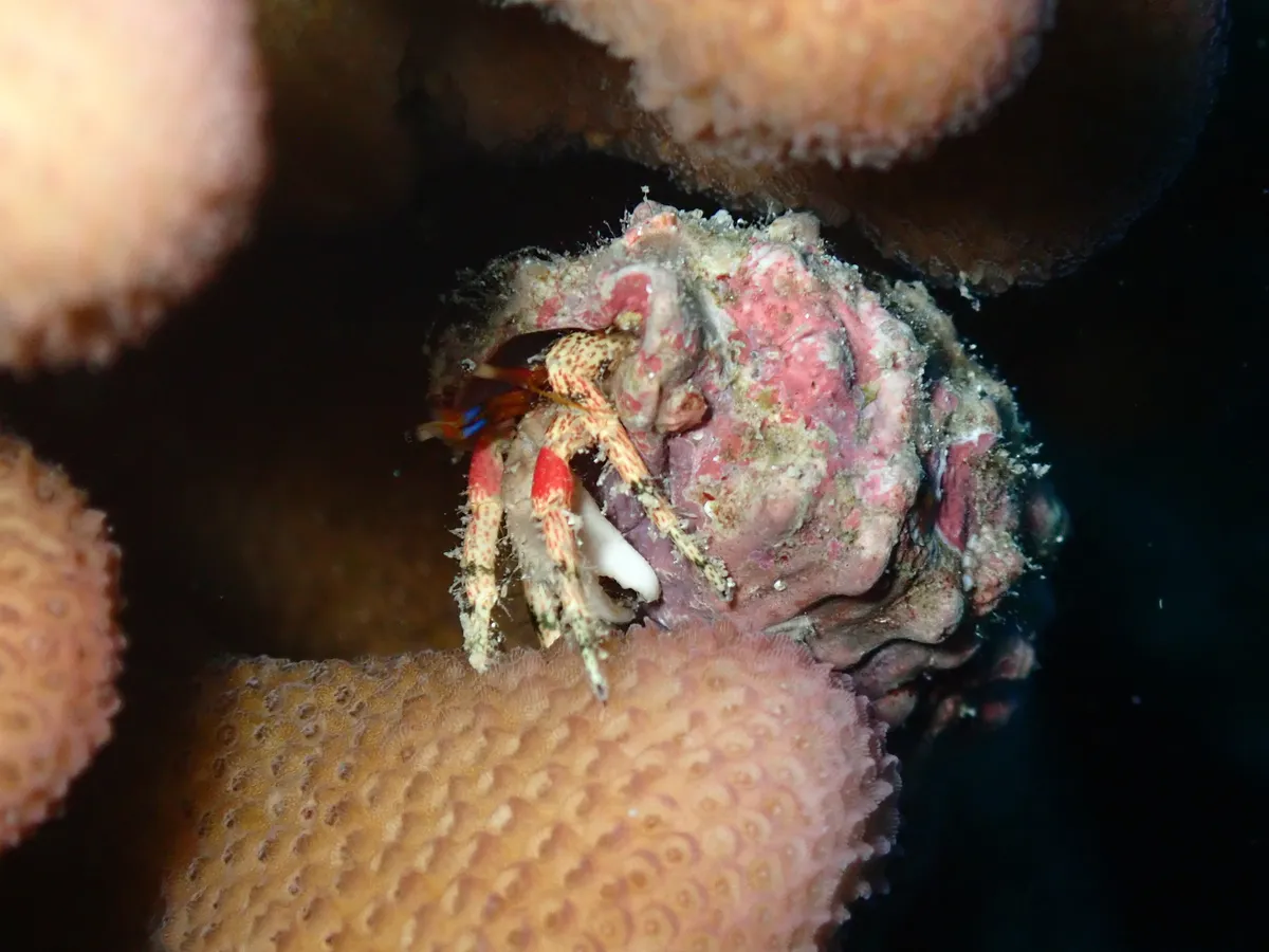 Miniatura: Calcinus (Calcinus spp. (C. elegans, C. laevimanus))