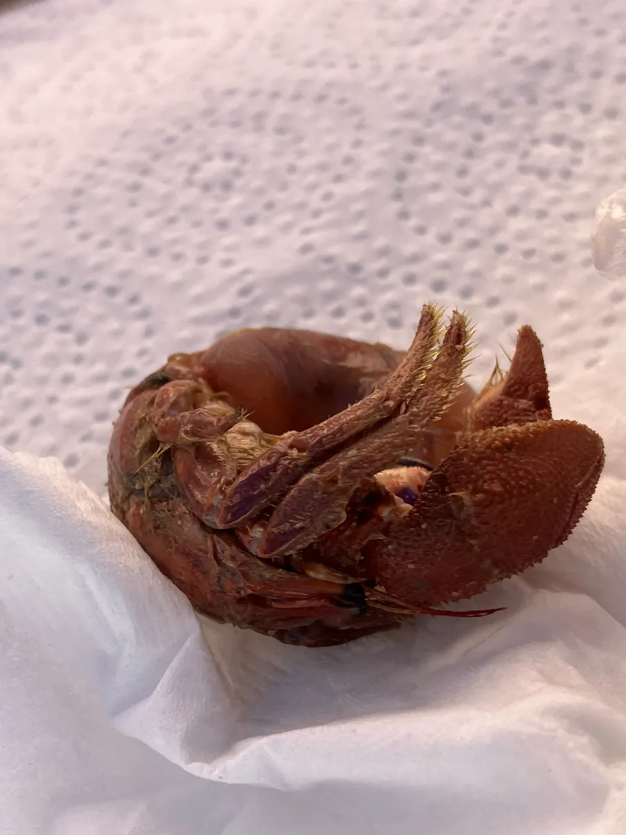 Paguristes (Paguristes cadenati)
