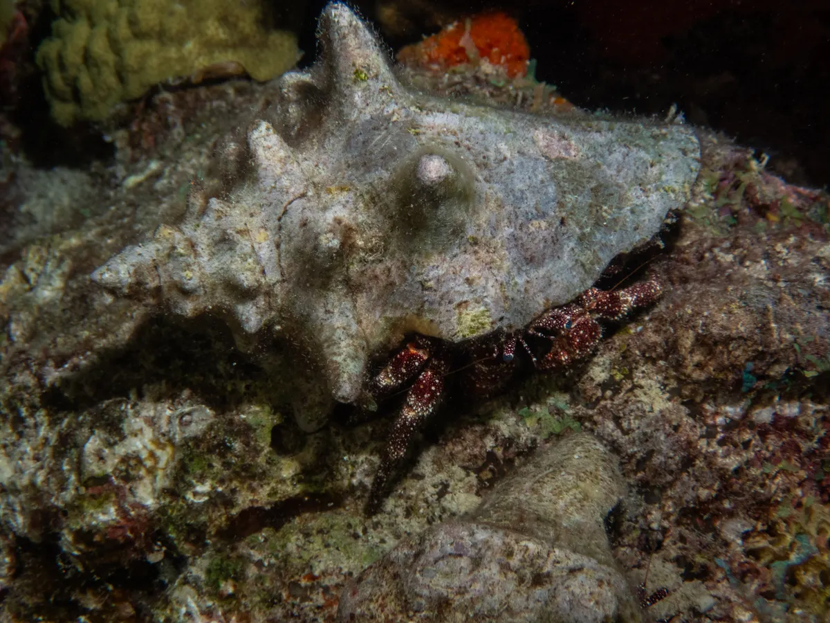 Miniatura: Paguristes (Paguristes cadenati)