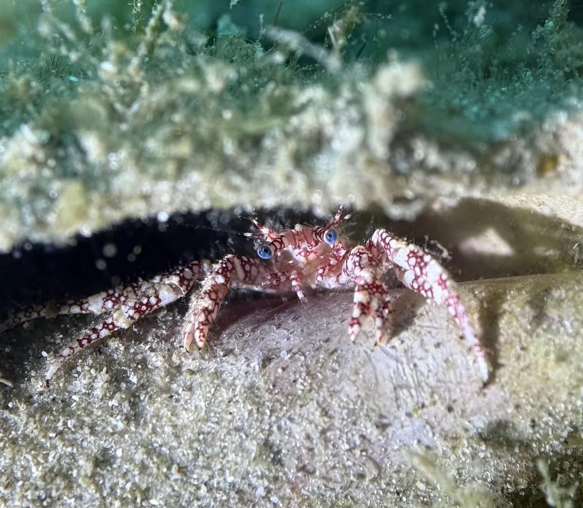 Miniatura: Paguristes (Paguristes cadenati)