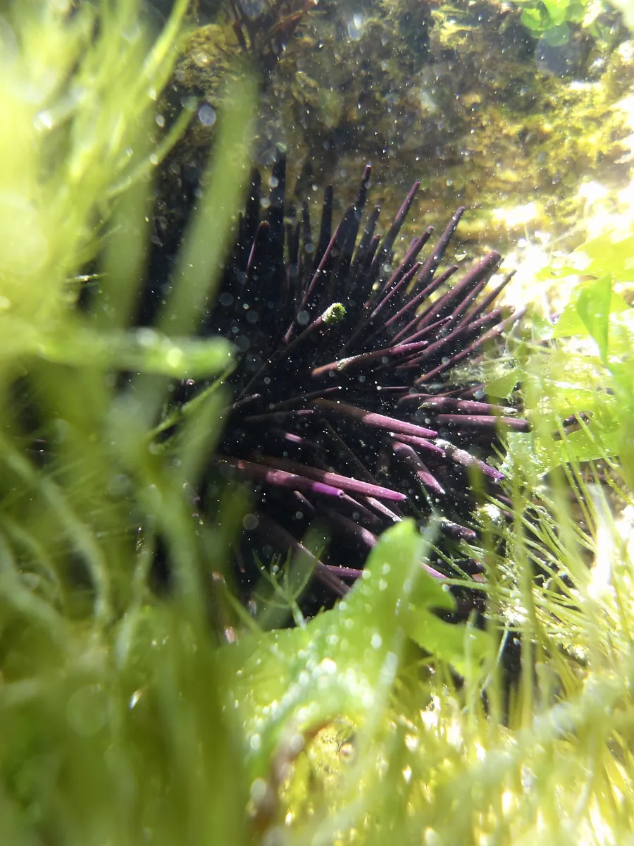 Miniatura: Echinometra (Echinometra spp.)