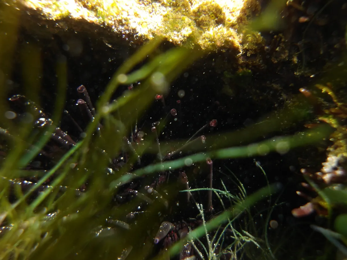 Miniatura: Echinometra (Echinometra spp.)