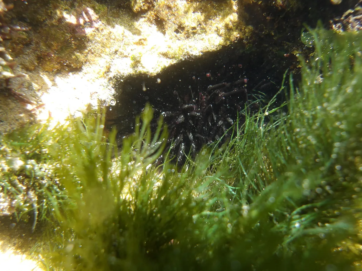 Miniatura: Echinometra (Echinometra spp.)
