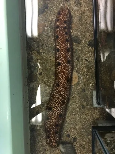 Oloturidi (Cetrioli di mare)