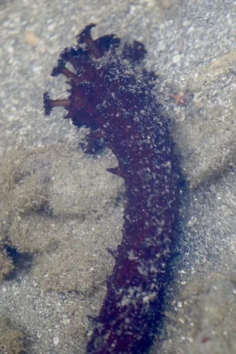 Miniatura: Holothuria (Holothuria spp.)