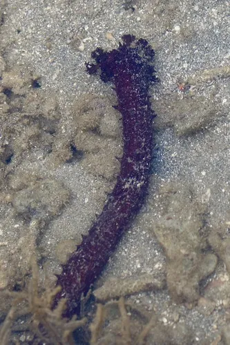 Miniatura: Holothuria (Holothuria spp.)