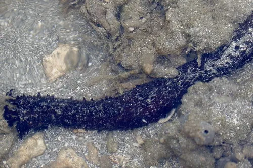 Miniatura: Holothuria (Holothuria spp.)