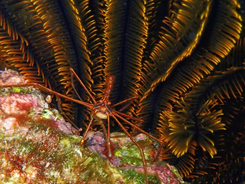 Miniatura: Stenorhynchus (Stenorhynchus seticornis)