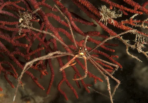 Miniatura: Stenorhynchus (Stenorhynchus seticornis)