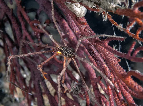 Miniatura: Stenorhynchus (Stenorhynchus seticornis)