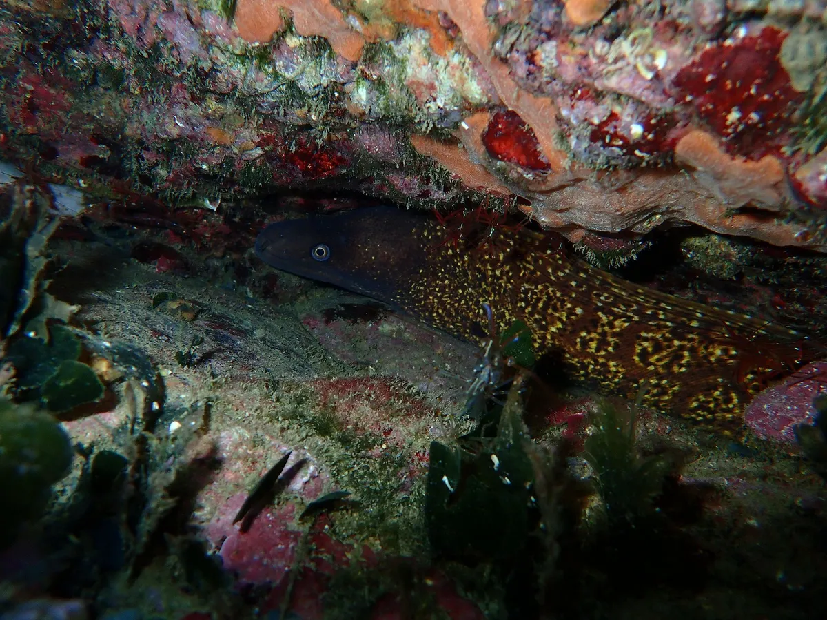 Miniatura: Lysmata (Lysmata spp.)