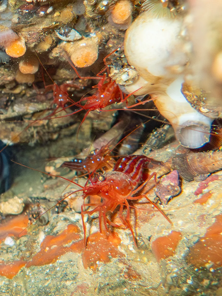 Miniatura: Lysmata (Lysmata spp.)